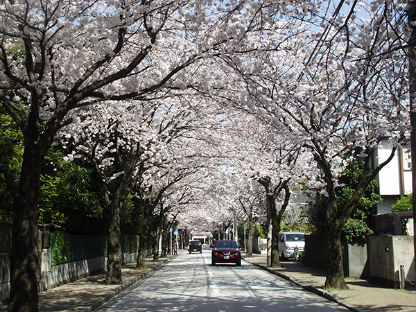 西海子小路の桜のトンネル